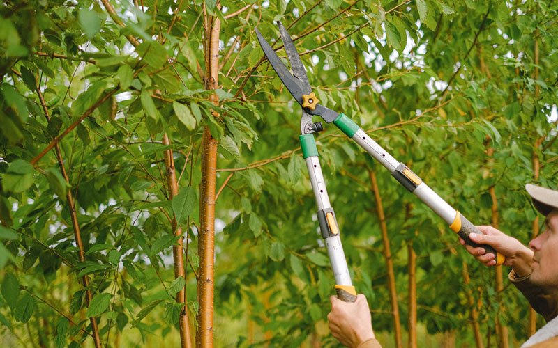 Tree trimming in Ocklawaha, FL